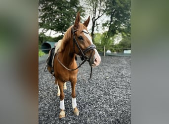 Deutsches Reitpony, Stute, 9 Jahre, 157 cm, Fuchs