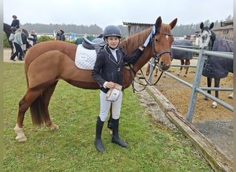 Deutsches Reitpony, Stute, 9 Jahre, Fuchs