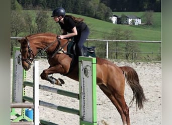 Deutsches Reitpony, Stute, 9 Jahre, Fuchs