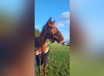 Deutsches Reitpony, Stute, 9 Jahre, Fuchs