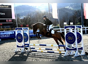 Deutsches Reitpony, Stute, 9 Jahre, Fuchs