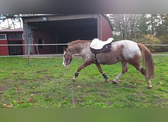 Deutsches Reitpony Mix, Stute, 9 Jahre, Roan-Red