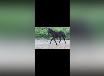 Deutsches Reitpony Mix, Stute, Fohlen (03/2023), 140 cm, Dunkelbrauner