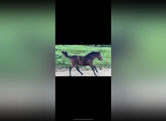 Deutsches Reitpony Mix, Stute, Fohlen (03/2023), 140 cm, Dunkelbrauner