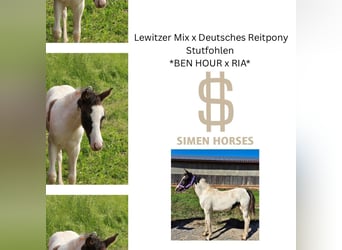 Deutsches Reitpony Mix, Stute, Fohlen (04/2025), 140 cm, Schecke
