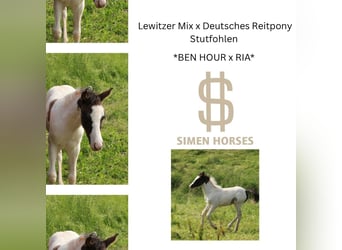 Deutsches Reitpony Mix, Stute, , 140 cm, Schecke