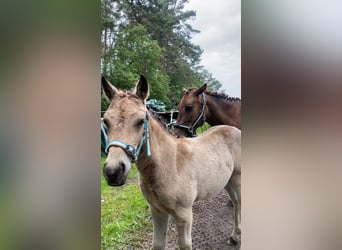 Deutsches Reitpony, Stute, Fohlen (04/2024), 145 cm, Buckskin