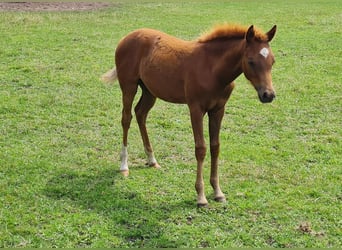 Deutsches Reitpony, Stute, Fohlen (03/2025), 145 cm, Dunkelfuchs