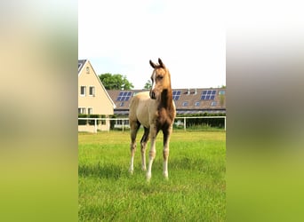 Deutsches Reitpony, Stute, Fohlen (04/2026), 145 cm, Palomino