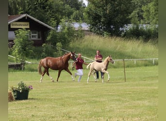 Deutsches Reitpony, Stute, Fohlen (04/2026), 145 cm, Palomino