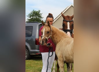 Deutsches Reitpony, Stute, Fohlen (04/2026), 145 cm, Palomino
