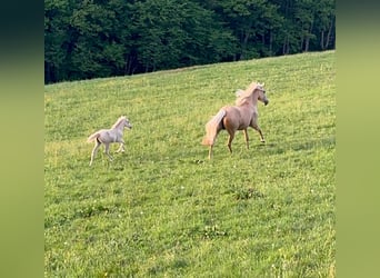 Deutsches Reitpony, Stute, , 146 cm, Palomino