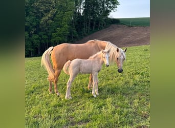 Deutsches Reitpony, Stute, , 146 cm, Palomino