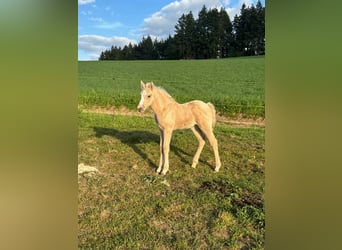 Deutsches Reitpony, Stute, , 146 cm, Palomino