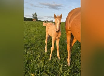 Deutsches Reitpony, Stute, , 146 cm, Palomino