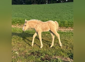 Deutsches Reitpony, Stute, , 146 cm, Palomino