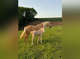 Deutsches Reitpony, Stute, , 146 cm, Palomino