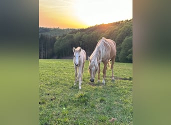 Deutsches Reitpony, Stute, , 146 cm, Palomino