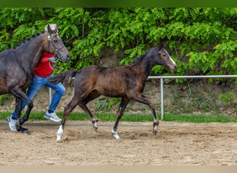 Deutsches Reitpony, Stute, , 147 cm, Brauner