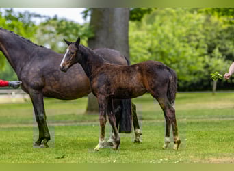 Deutsches Reitpony, Stute, , 147 cm, Brauner