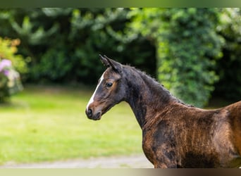 Deutsches Reitpony, Stute, , 147 cm, Brauner