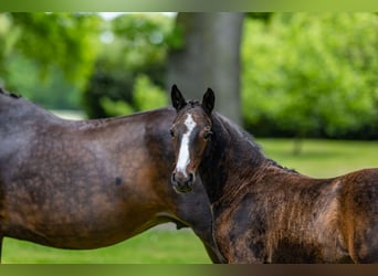 Deutsches Reitpony, Stute, , 147 cm, Brauner
