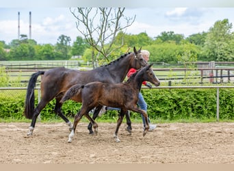 Deutsches Reitpony, Stute, , 147 cm, Brauner