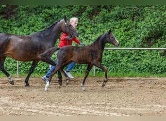 Deutsches Reitpony, Stute, , 147 cm, Brauner