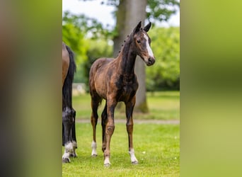 Deutsches Reitpony, Stute, , 147 cm, Brauner