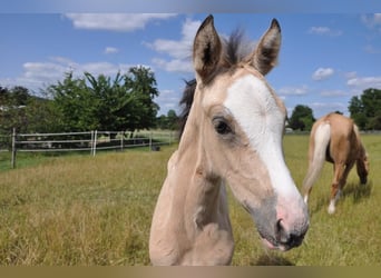 Deutsches Reitpony, Stute, , 147 cm, Buckskin