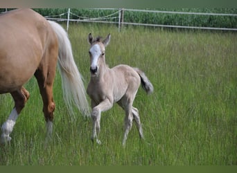 Deutsches Reitpony, Stute, , 147 cm, Buckskin
