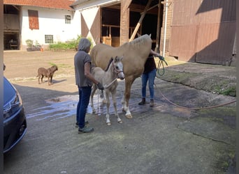 Deutsches Reitpony, Stute, , 147 cm, Buckskin