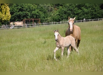Deutsches Reitpony, Stute, , 147 cm, Buckskin