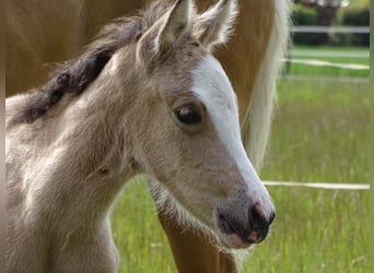 Deutsches Reitpony, Stute, , 147 cm, Buckskin