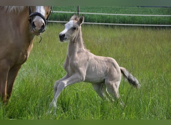 Deutsches Reitpony, Stute, , 147 cm, Buckskin