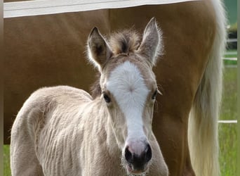 Deutsches Reitpony, Stute, , 147 cm, Buckskin