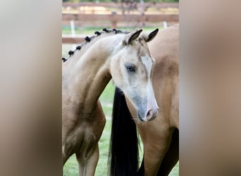 Deutsches Reitpony, Stute, Fohlen (03/2025), 147 cm, Buckskin