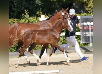 Deutsches Reitpony, Stute, Fohlen (02/2025), 147 cm, Dunkelfuchs