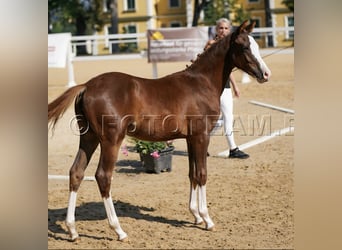 Deutsches Reitpony, Stute, Fohlen (02/2025), 147 cm, Dunkelfuchs