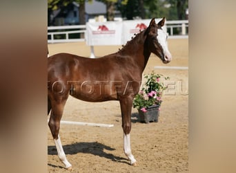 Deutsches Reitpony, Stute, Fohlen (02/2025), 147 cm, Dunkelfuchs
