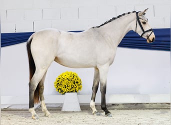 Deutsches Reitpony, Stute, Fohlen (04/2025), 147 cm, Falbe