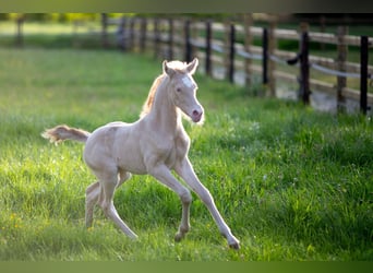 Deutsches Reitpony, Stute, , 147 cm, Perlino