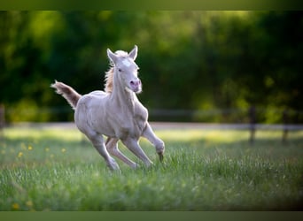 Deutsches Reitpony, Stute, , 147 cm, Perlino