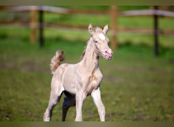 Deutsches Reitpony, Stute, , 147 cm, Perlino