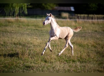Deutsches Reitpony, Stute, , 147 cm, Perlino
