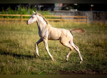 Deutsches Reitpony, Stute, , 147 cm, Perlino