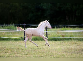 Deutsches Reitpony, Stute, , 147 cm, Perlino