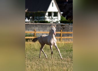 Deutsches Reitpony, Stute, , 147 cm, Perlino