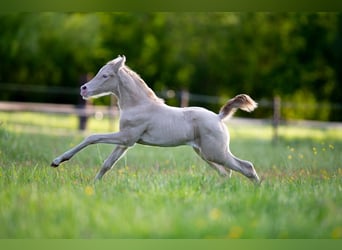 Deutsches Reitpony, Stute, , 147 cm, Perlino
