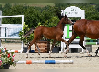Deutsches Reitpony, Stute, , 148 cm, Brauner